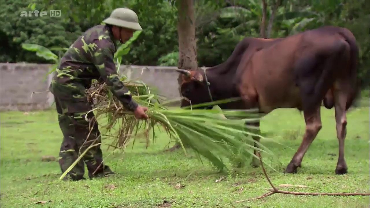 Vietnam - Paradis miné