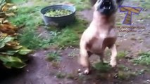 Dogs loving rain and puddles Funny and cute dog compilation