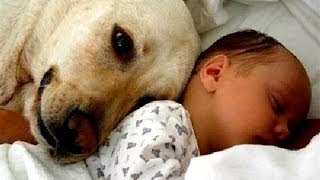 Cats and dogs meeting babies for the first time Cute animal compilation