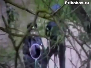 Не каждый день такое увидишь)))