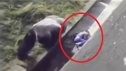 Kid Felt In Gorilla Zoo Enclosure