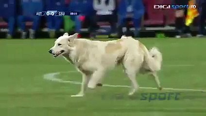 A dog invaded the pitch during Astra vs CSU Craiova (Liga 1 Romania) 2015