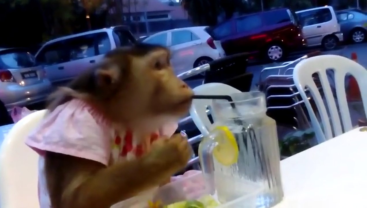 This Dressed-Up Monkey Casually Has Dinner With Human Beings