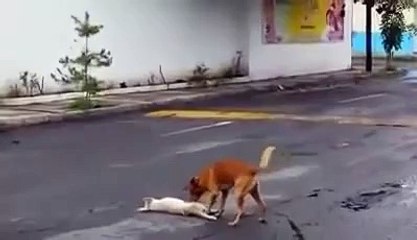 Этот пес заставит вас плакать