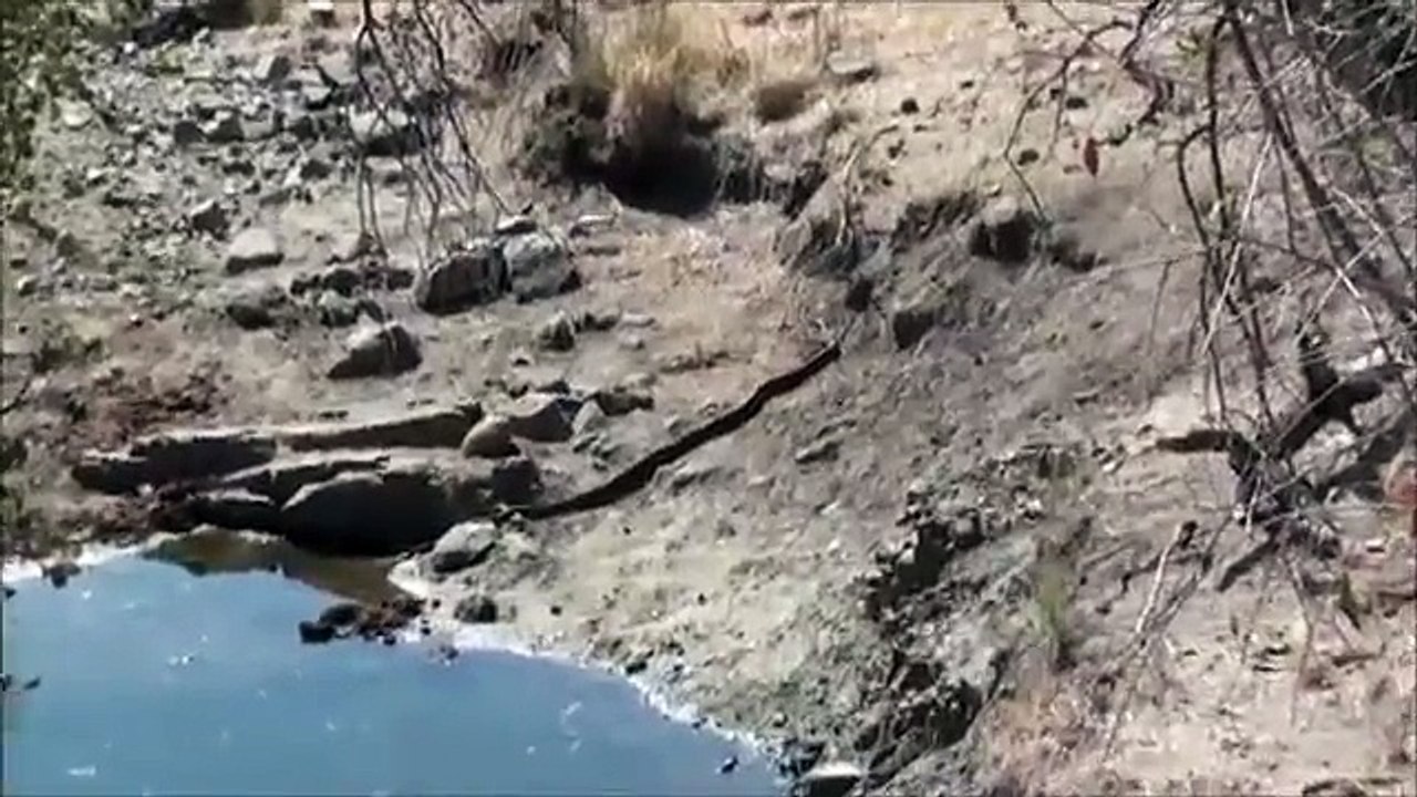 Leopard Attacks vs Pythod