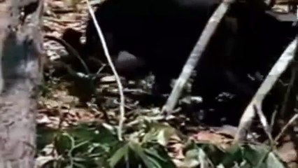 Leopard vs Python of Fun