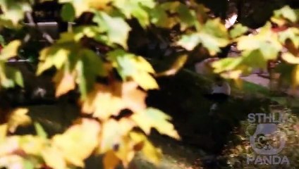 Psycho Panda - caméra cachée