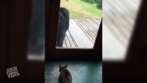 Cat Scares the ST Out of Bear