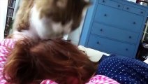 Cat Wakes Up Owner  Hairball