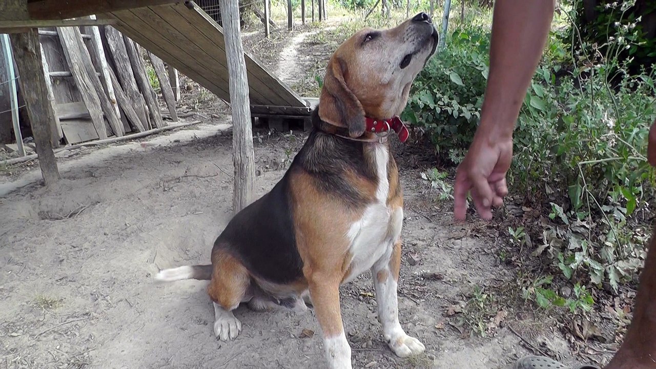 Chasse sangliers beagles-harriers