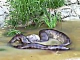 Giant Anaconda snake throws out the cow it swallowed earlier Rare ANACONDA footage
