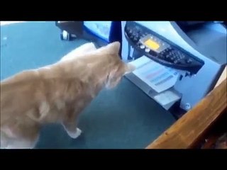 MOST-VIEWED-FUNNY-VIDEOS-OF-THE-YEAR