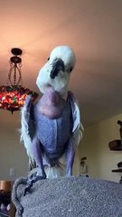 Such parrots were not seen / Böyle papağan görülmedi.