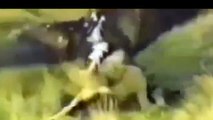 Eagle attacks Wolf, Man, other Animals - Animal Attack Video Compilation