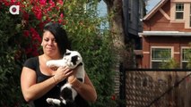 Inspiring One eyed Cat Finds Forever Home Animals World