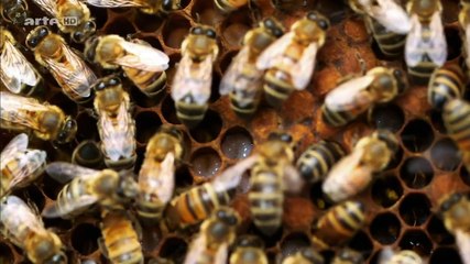 Les nouveaux secrets de notre hérédité - Arte - 30-10-2015