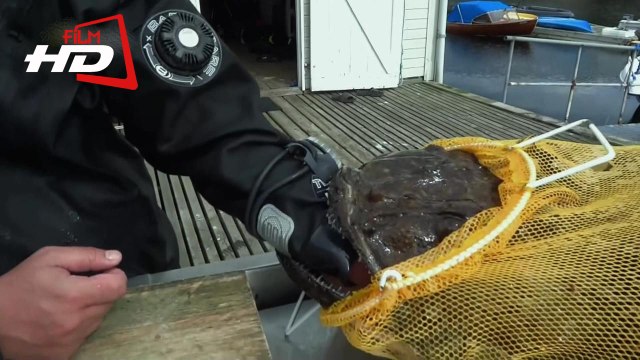 Морской черт чуть не от откусил руку дайверу / Зубастое чудовище схватило за руку дайвера