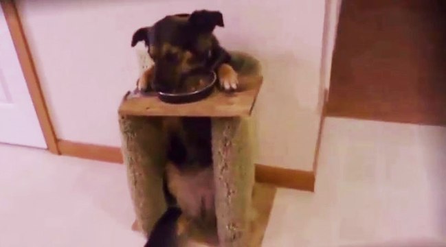 Умная собака Белла стала звездой интернета. Собака ест из тарелки сидя за столом / Трогательно