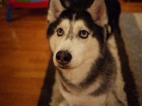 Говорящая собака по имени Мишка говорит Я тебя люблю / Прелесть