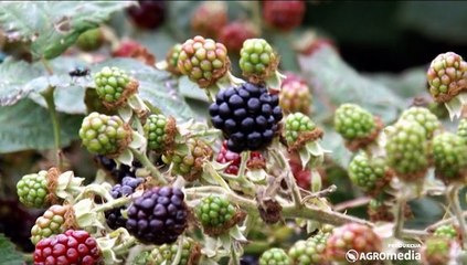 Nekoliko saveta za pravilno gajenje kupine_417_12.09.2015.