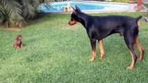 Precious puppy challenges larger Doberman dog