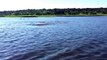 Hippo Charge on Chobe River Jan2015, recorded with iPhone 6; Botswana, Awesome but crazy dangerous