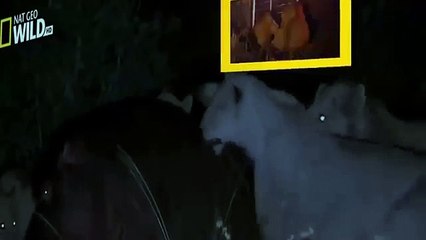 LETAL MORDIDA DE HIPOPÓTAMO A LEONA - ¡¡REAL VIDEO!! - LEONES VS HIPPO