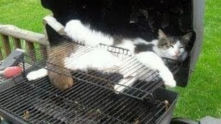 Funny dumb cats Cute and funny cat fail compilation