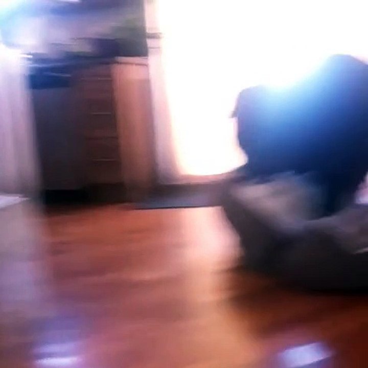 Ashamed and guilty Rottweiler Funny and cute
