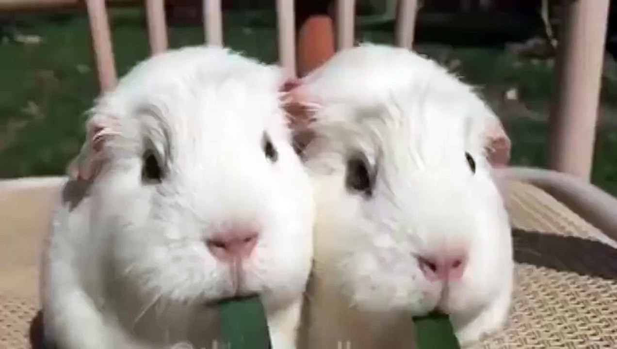 L'illustré - C'est dur la vie de chien