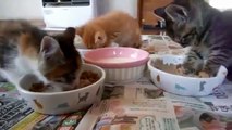 Gatos Se Duermen Mientras Comen ★ humor gatos - video divertido gatos chistosos risa gato