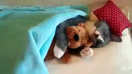 Hermoso Gatito Con Su Peluche! ★ Gato divertido gato chistoso gato tierno loco risa humor