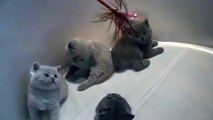Hermosos Gatitos Jugando ★ humor gatos - video divertido gatos chistosos risa gato