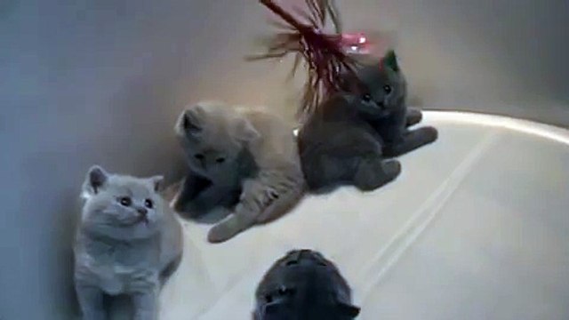 Hermosos Gatitos Jugando ★ humor gatos - video divertido gatos chistosos risa gato