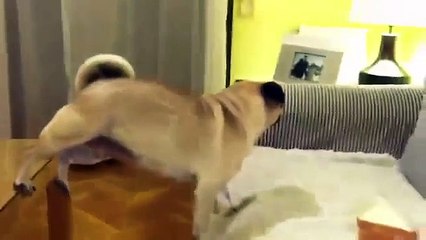Increible Perro Haciendo Acrobacias! ★ Perros Locos Humor Divertidos Chistosos risa