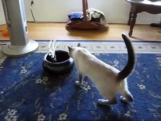 Jueguete Asusta A Gato, POBRES! ★ Gato divertido gato chistoso gato tierno loco risa humor