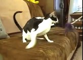 Jugando Con Mi Gato! ★ Gato divertido gato chistoso gato tierno loco risa humor