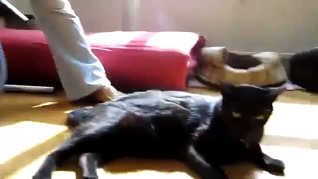 Limpiando Al Gato Con La Aspiradora! ★ Gato divertido gato chistoso gato tierno loco risa humor