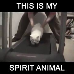 Cat doesn't like treadmill