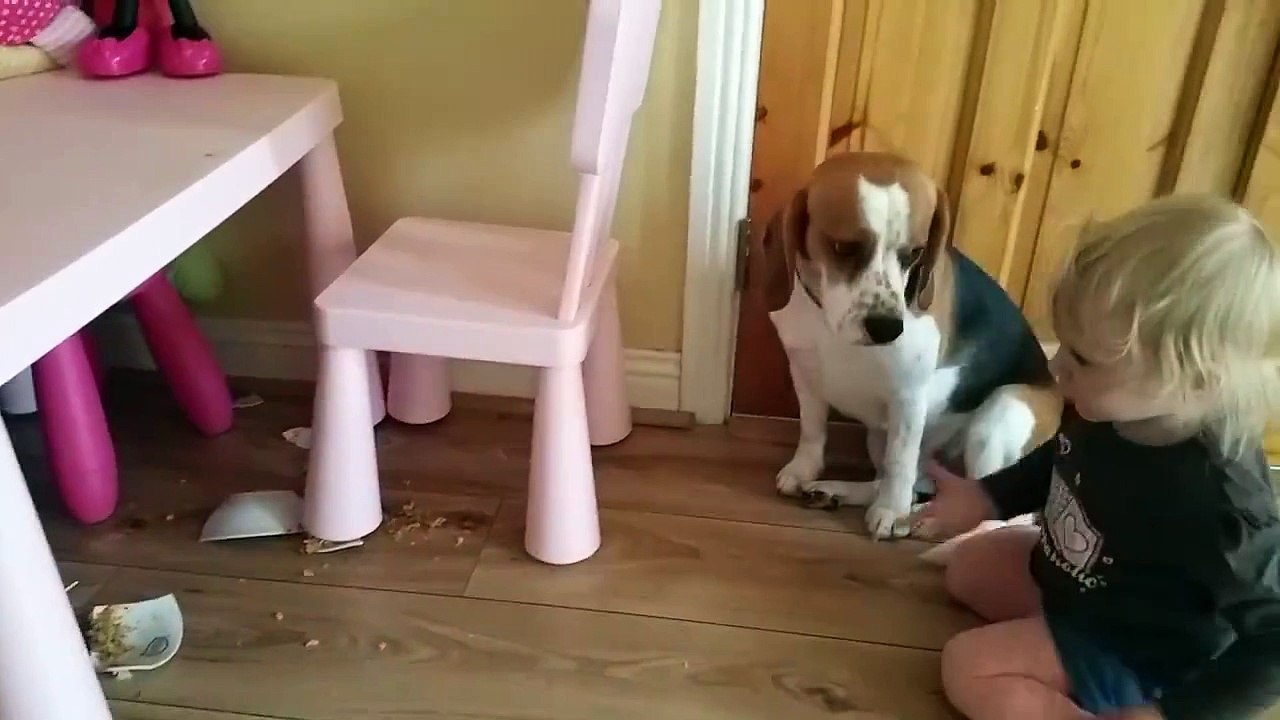 Ce chien est plus malin qu'il n'y parait