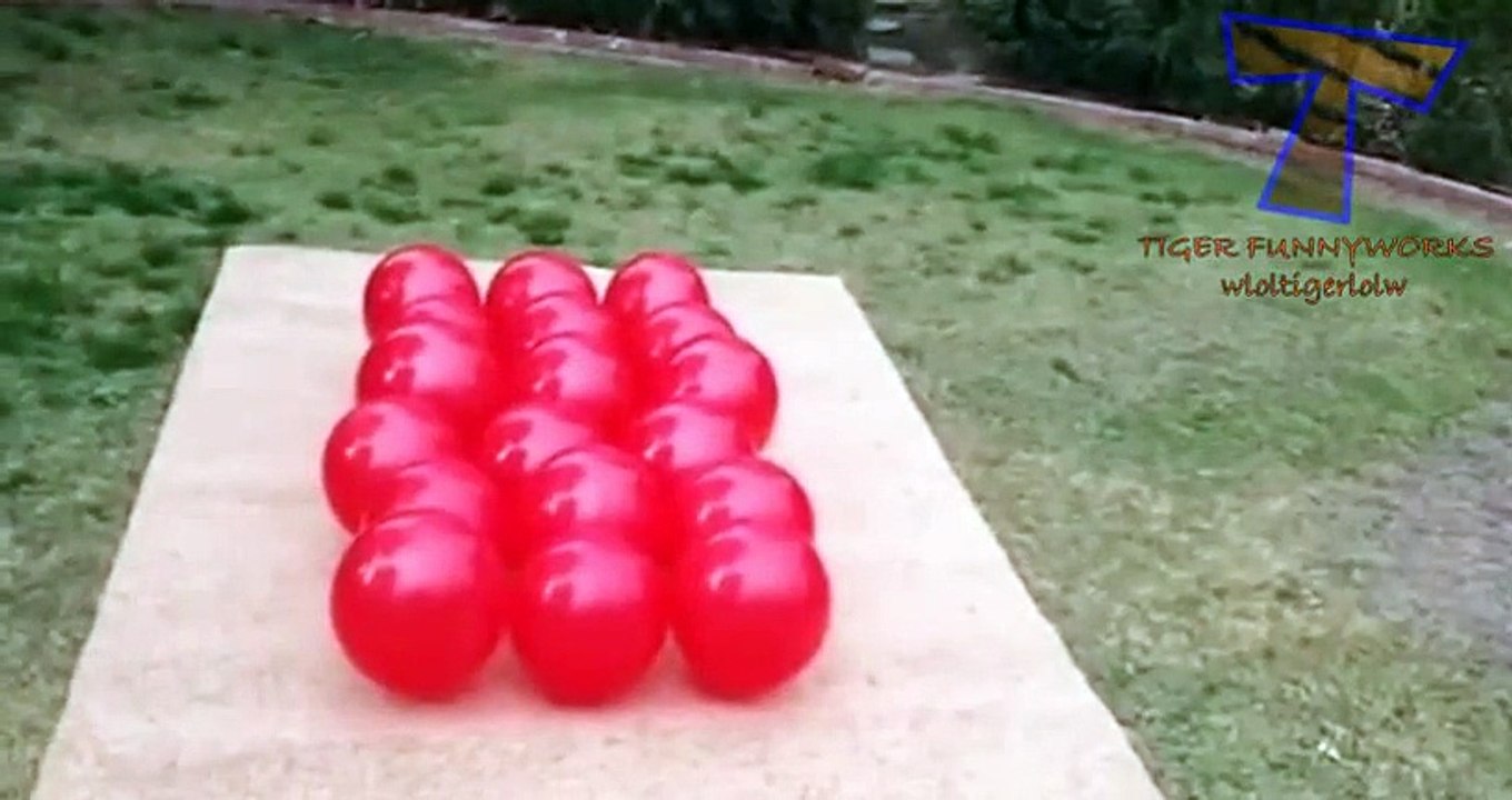 NUEVO! Cats and dogs vs balloons - Funny animal compilation zxvf