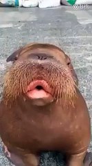 La Belle et le Clochard version cochons d'Inde