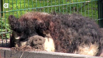 Where Did This Wooly Pig Come From? Animals World