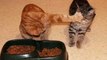 Cats and dogs fight over food bowls & dishes Funny animal compilation