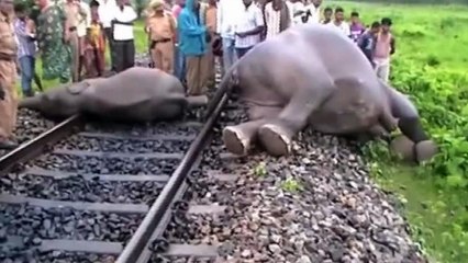 Elephants got killed by a running train.