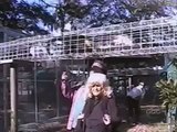 29 Monkeys In 38 Seconds AFV | OrangeCabinet
