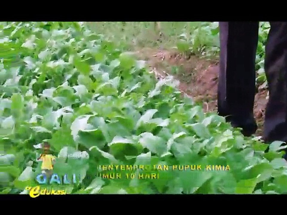Cara Bertanam Sawi