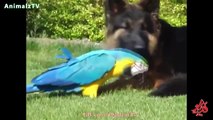 Unbelievable Unlikely Animal Friendships Compilation
