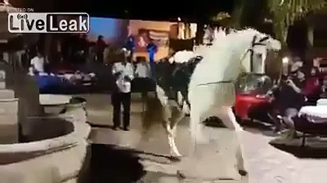 Amazing Dancing horse