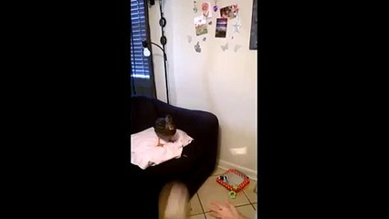 Throw a ball to a duck.. So funny pet